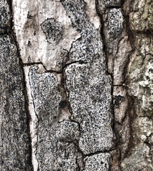 Biscogniauxia atropunctata