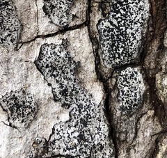 Biscogniauxia atropunctata