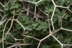 Euphorbia acanthothamnos