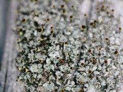 Chaenotheca phaeocephala