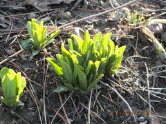 Primula meadia