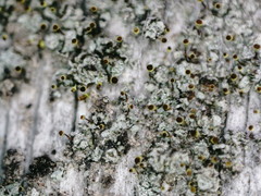 Chaenotheca phaeocephala