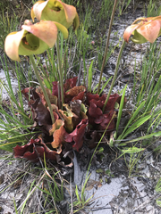 Sarracenia purpurea venosa