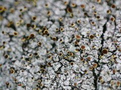 Chaenotheca phaeocephala