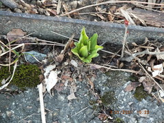 Primula meadia