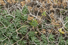 Euphorbia acanthothamnos