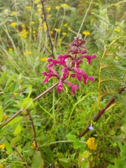 Stachys thunbergii