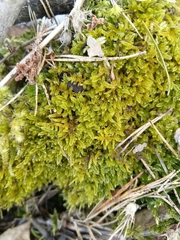 Hypnum cupressiforme lacunosum