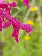 Stachys thunbergii