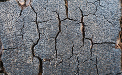 Graphostroma platystomum