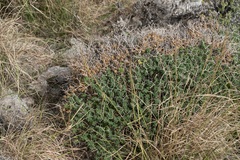 Euphorbia acanthothamnos