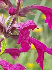 Stachys thunbergii
