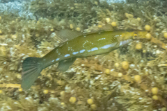 Odax pullus