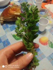Origanum majorana