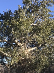 Forchhammeria watsonii