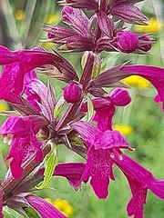 Stachys thunbergii