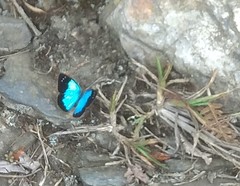 Lymanopoda caeruleata