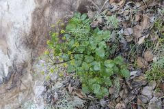 Tauschia arguta