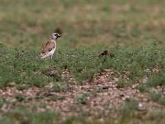 Montifringilla davidiana