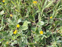 Anthyllis circinnata