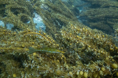 Odax pullus