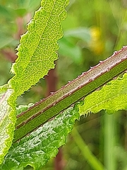 Stachys thunbergii