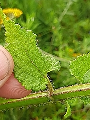 Stachys thunbergii