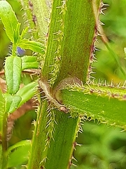 Stachys thunbergii