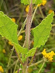 Stachys thunbergii