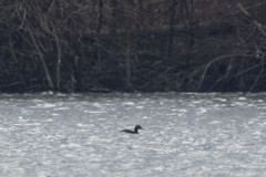 Podiceps grisegena