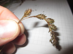 Carex argyrantha