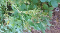 Asteraceae