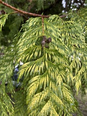 Thuja plicata