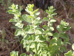 Origanum onites