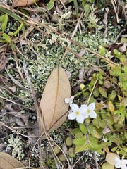 Houstonia procumbens
