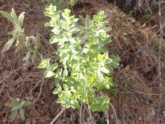 Origanum onites