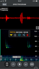 Pipistrellus pygmaeus
