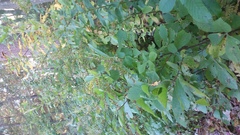Asteraceae