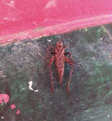 Orthoptera