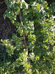 Rosa canina