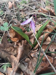 Erythronium hendersonii