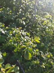 Rosa canina
