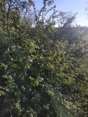 Rosa canina