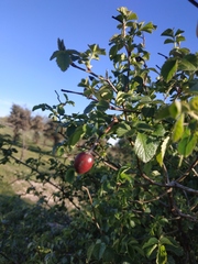 Rosa canina