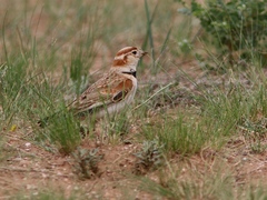 Melanocorypha mongolica
