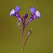 Linaria algarviana - Photo (c) Luis Santos, some rights reserved (CC BY-NC), uploaded by Luis Santos