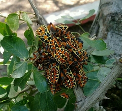 Pachylis nervosus