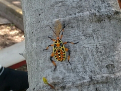 Pachylis nervosus