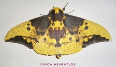 Eacles imperialis cacicus