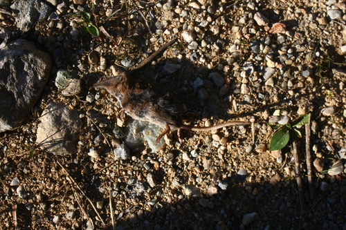 Valais Shrew, Provincia di Cuneo, Italia, photo 9 of 10